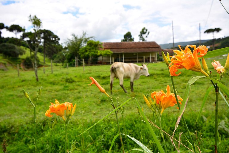 Recanto do Lago - Rancho Queimado - SRR007